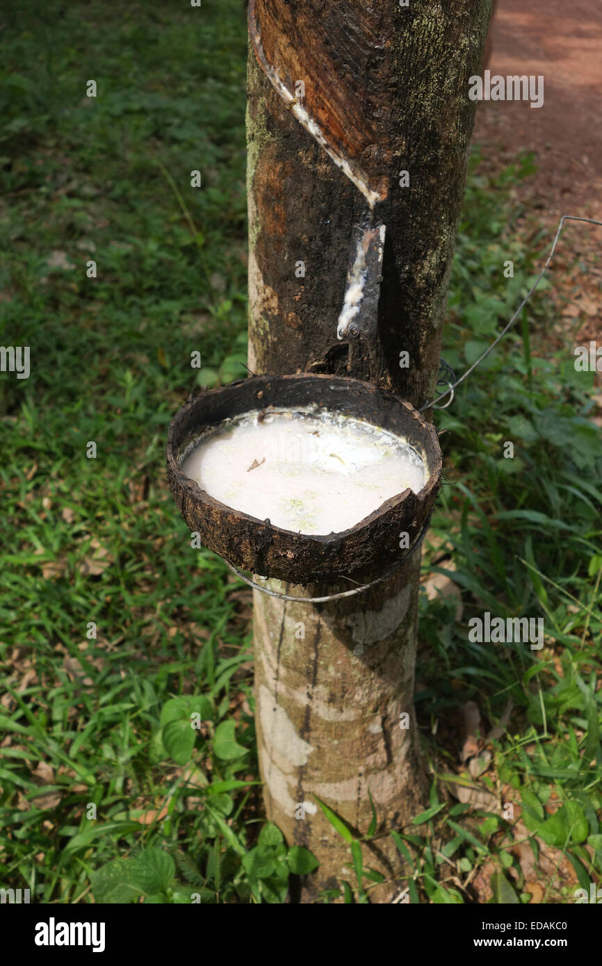 Hevea brasiliensis, rubber tree, sharinga tree, bucket collecting latex, tapping, Koh Lanta Thailand, Southeast Asia. Stock Photo