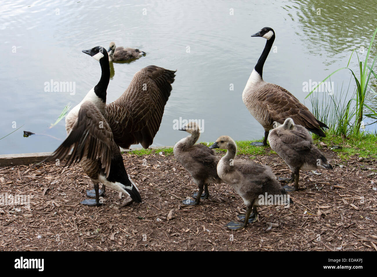 Adult Canada geese, Branta canadensis, with three goslings by a Cornish lakeside Stock Photo