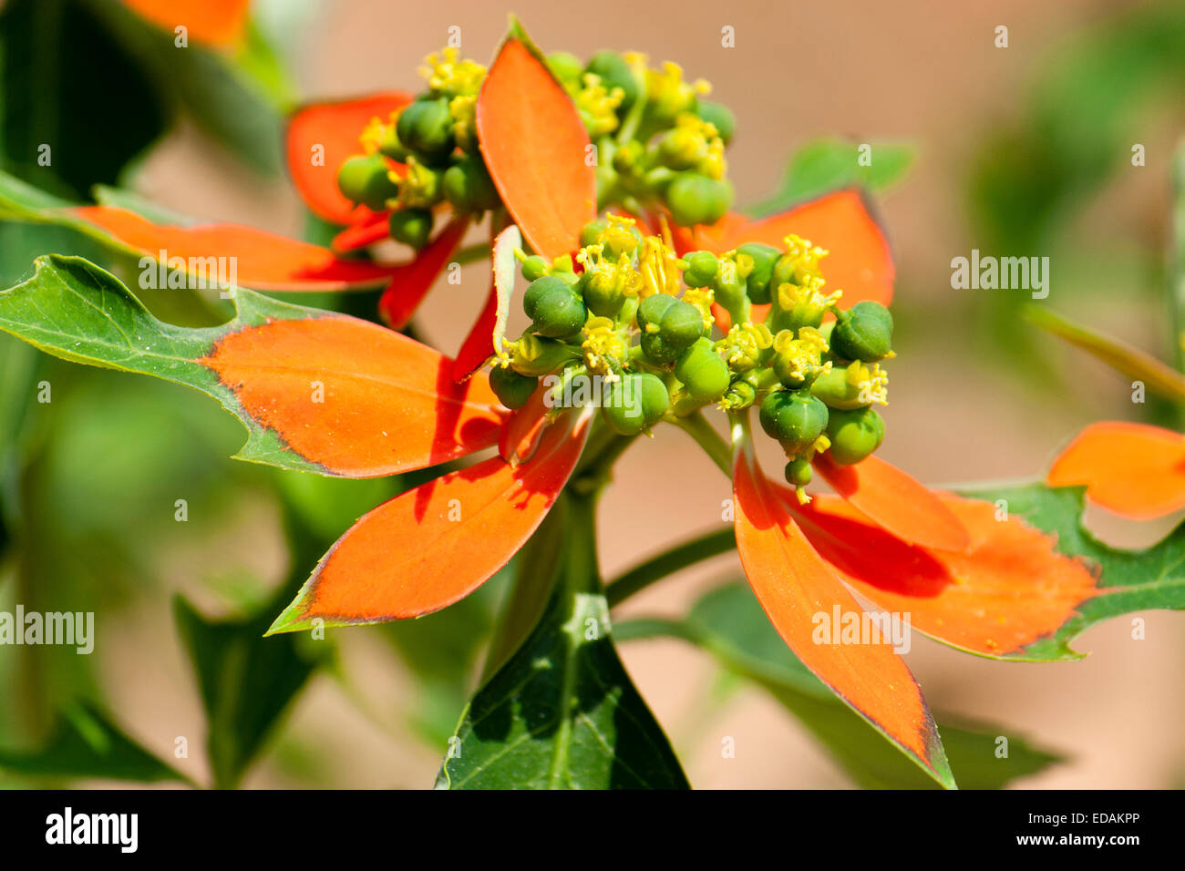 Red bracts surround the flowers and seed pods of the annual poinsettia, Euphorbia cyathophora Stock Photo