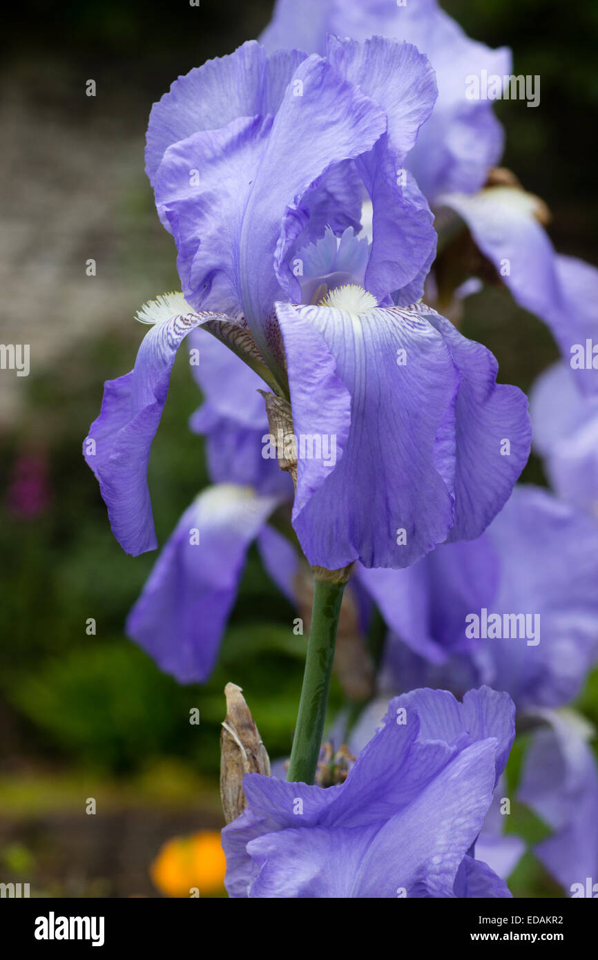Ruffled falls and standards of the scented blue tall bearded Iris, 'Jane Phillips' Stock Photo
