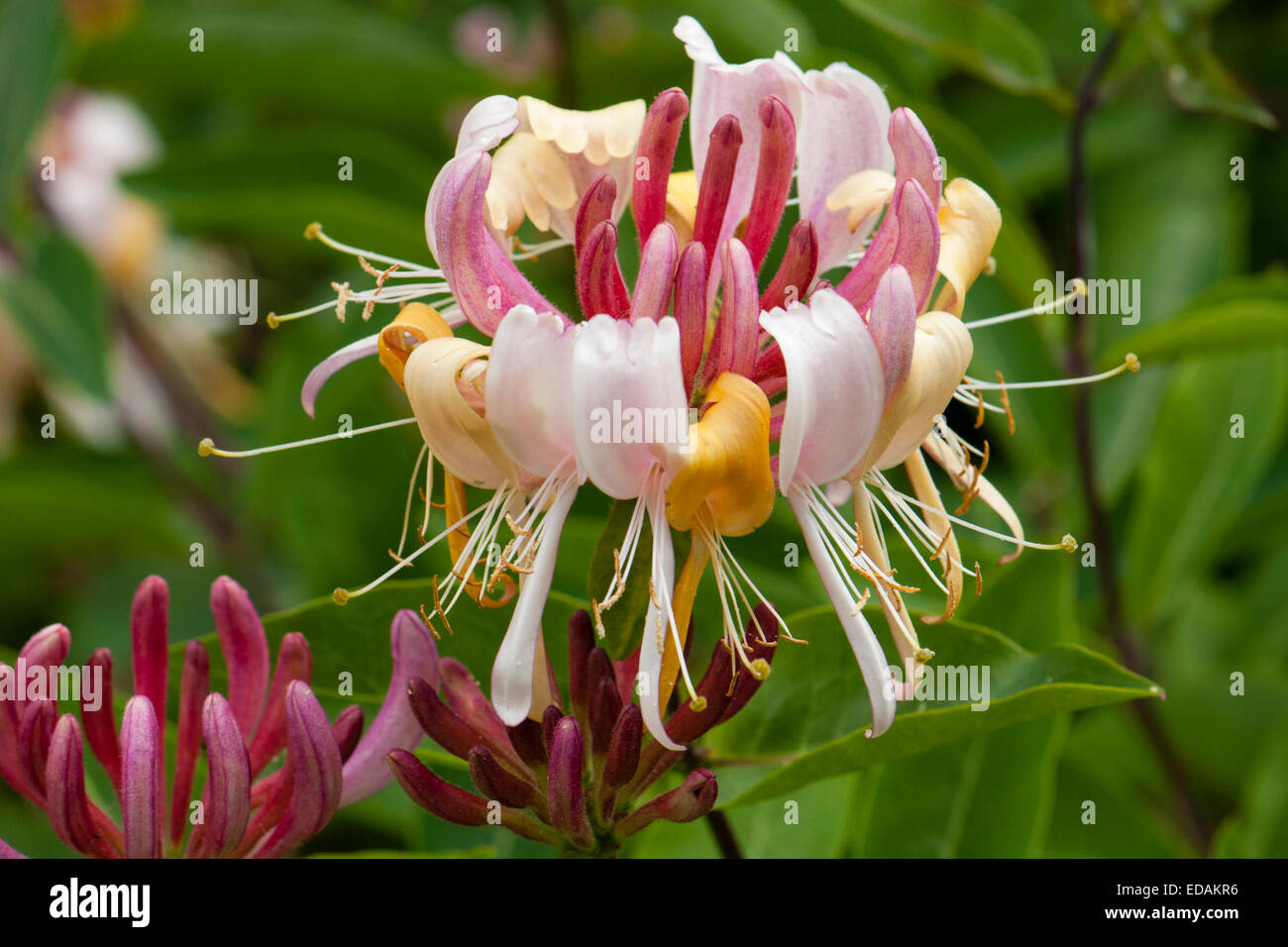 Flowers heads of highly scented the Late Dutch Honeysuckle, Lonicera periclymenum 'Serotina' Stock Photo