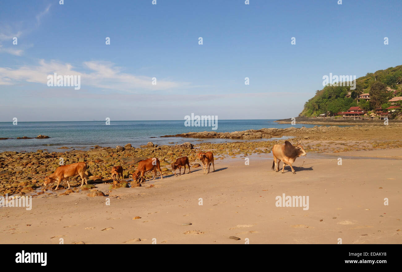 Bull and cows of Asian Cattle breed on beach. Resort in background. Koh Ko Lanta, Thailand South-east Asia. Stock Photo