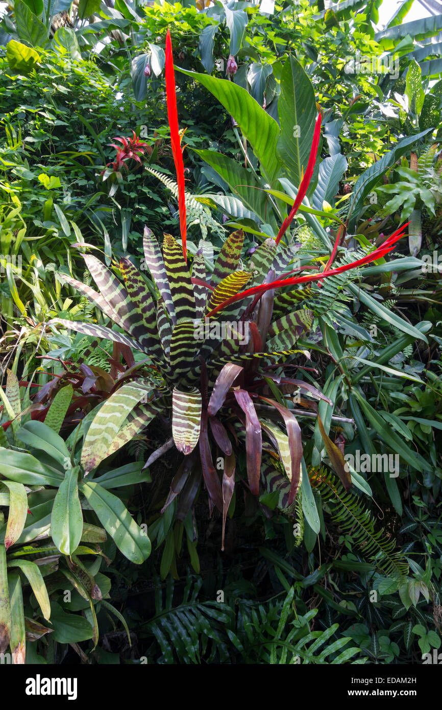 Red bracts of Vriesea splendens are prominent among the bromeliad and epiphyte display at the Eden Project, Cornwall Stock Photo