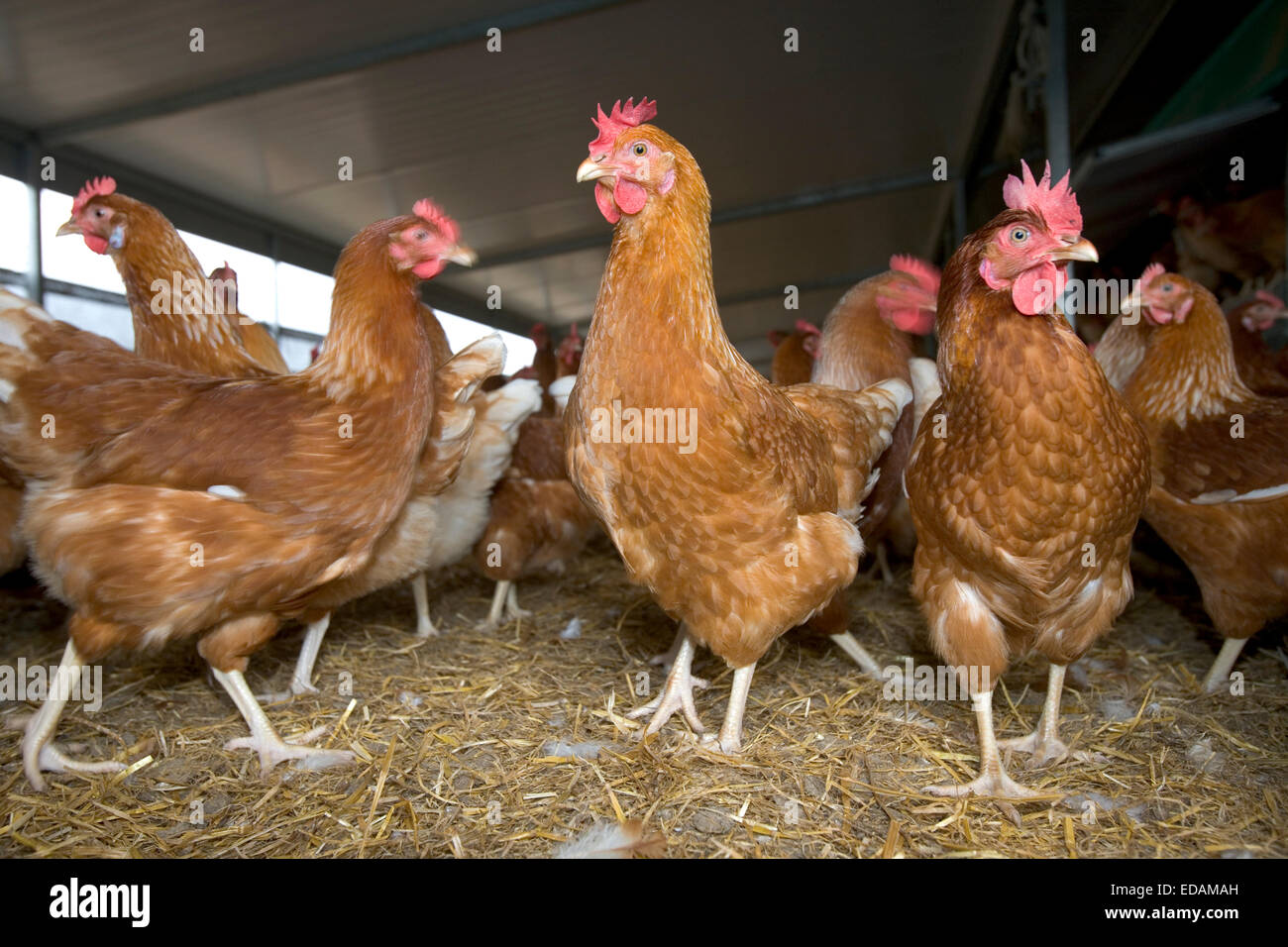 Organic free range hens Stock Photo