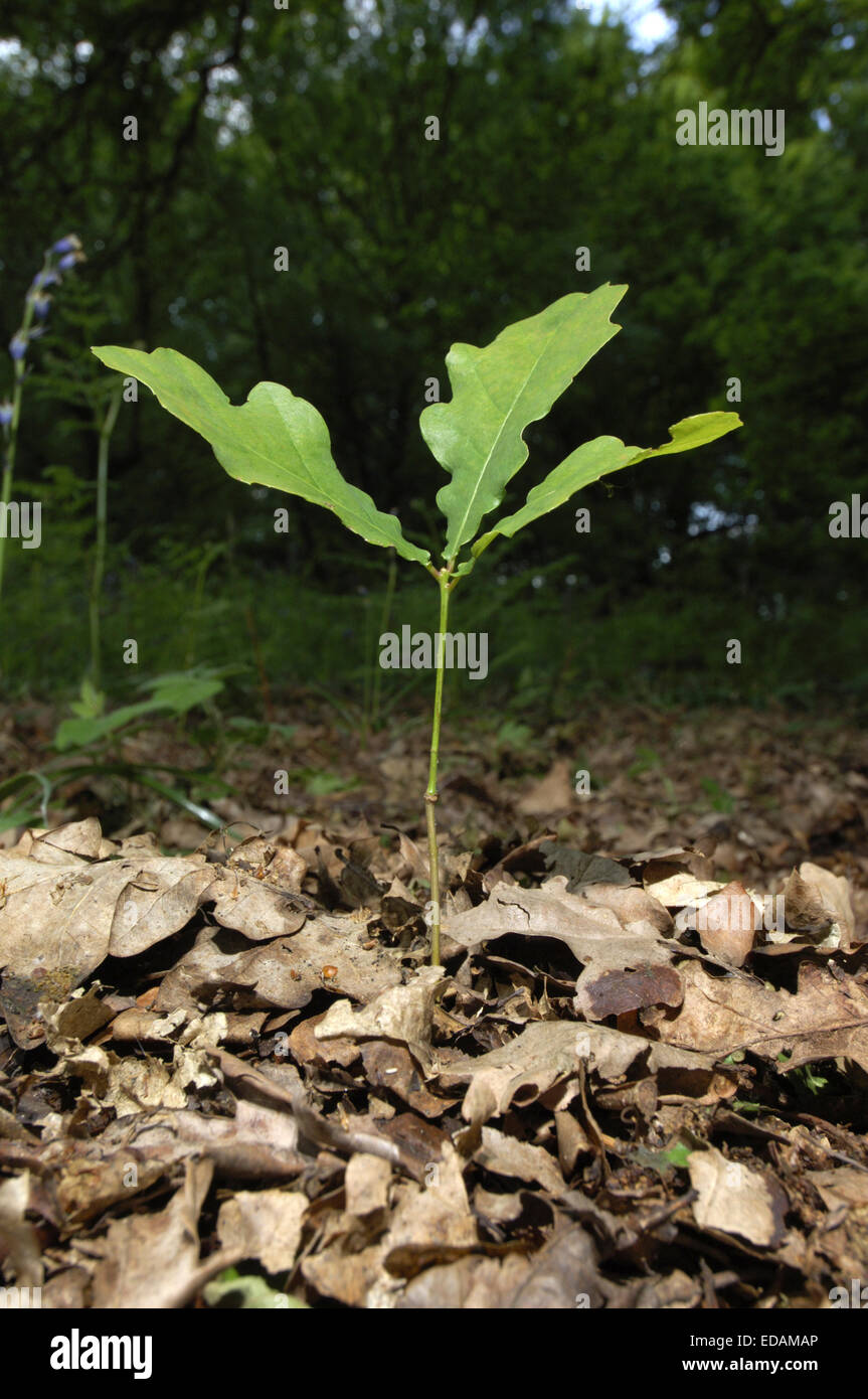 Pedunculate or English Oak Quercus robur Fagaceae - seedling. Stock Photo