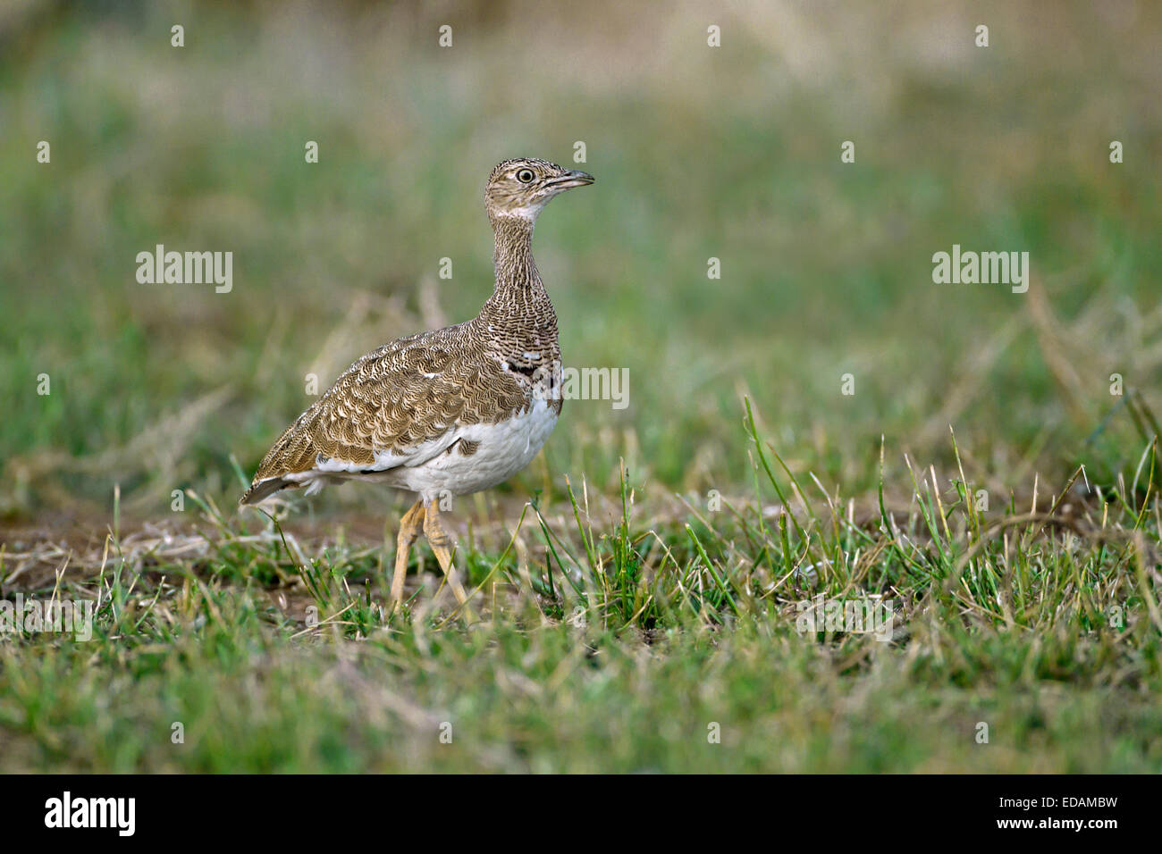 Little Bustard - Tetrax tetrax Stock Photo