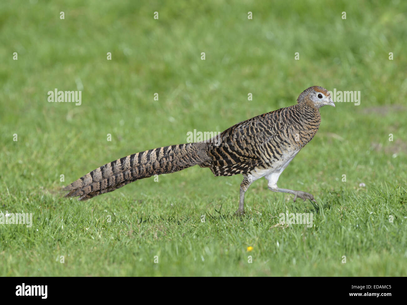 Lady Amherst's Pheasant - Chrysolophus amherstiae - female. Stock Photo