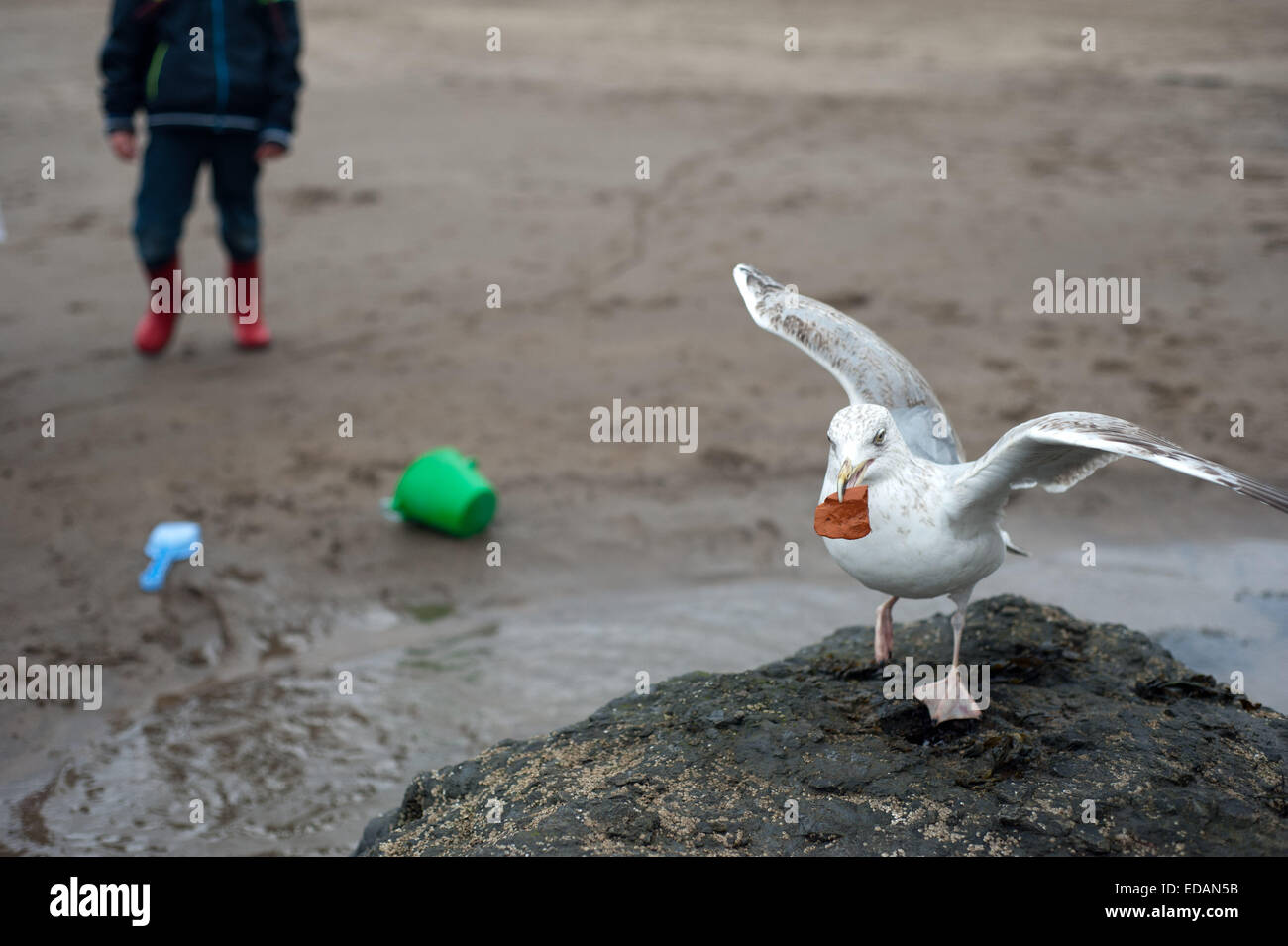 Male seagull hi-res stock photography and images - Alamy