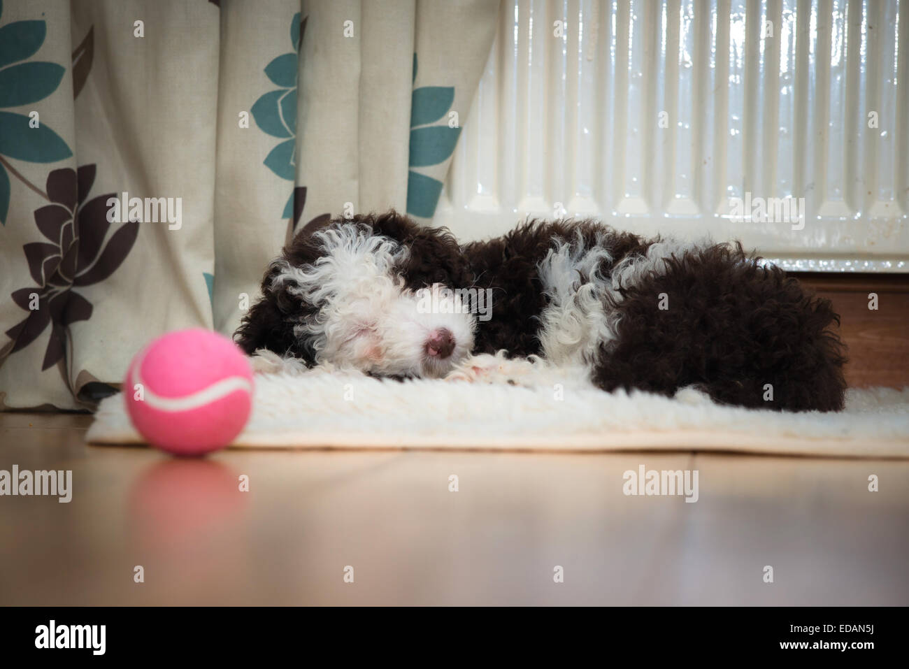 Spanish water dog puppy sleeping with ball in foreground Stock Photo