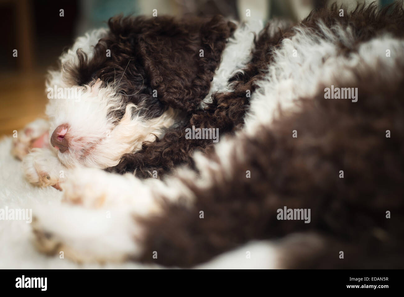 Sleeping dog funny hi-res stock photography and images - Alamy
