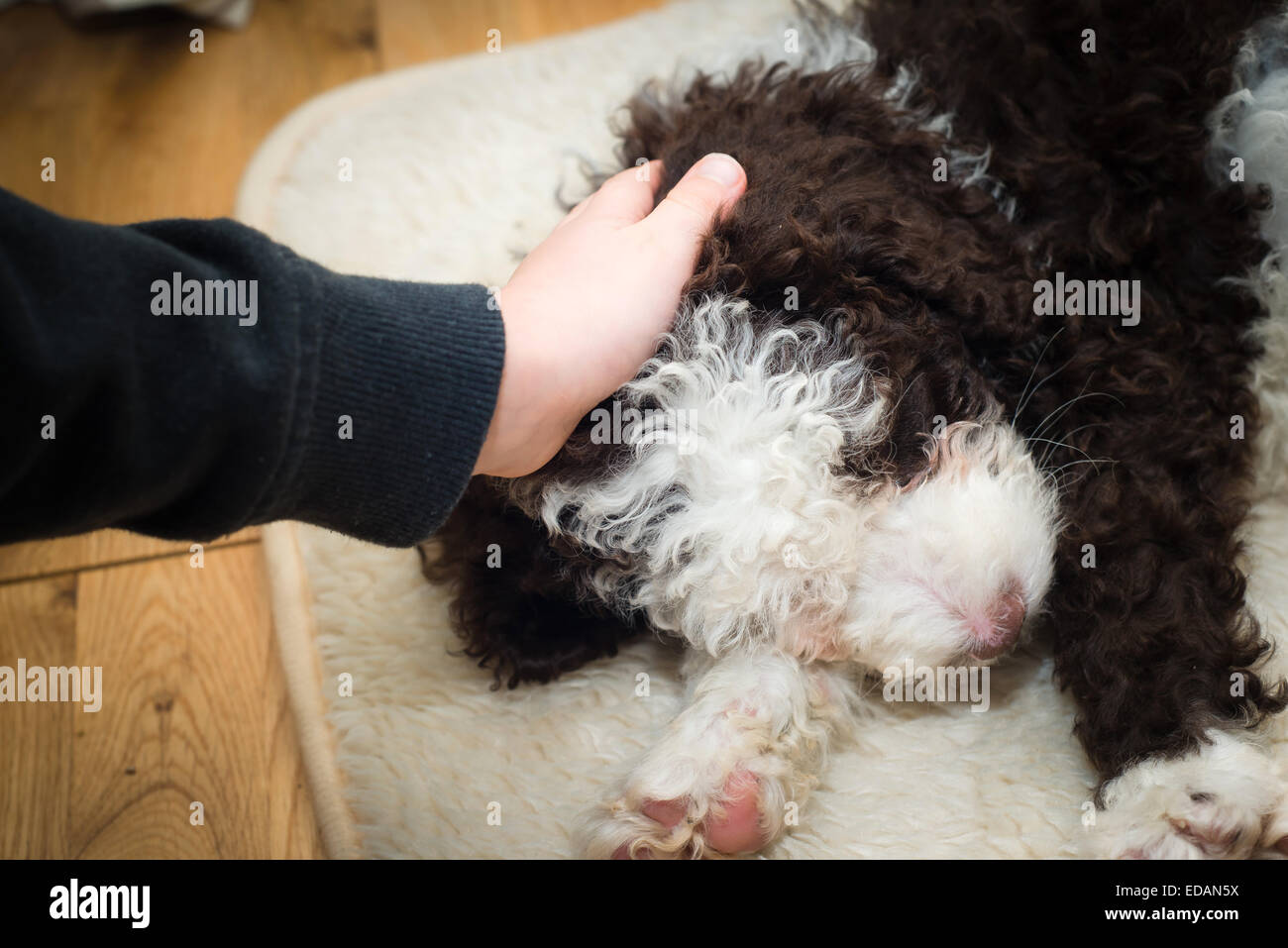 Spanish water dog puppy being patted by child Stock Photo