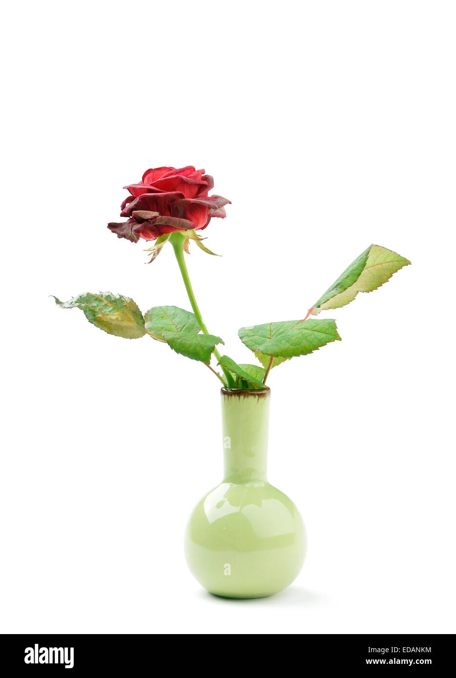 withering rose in a small vase isolated over white background Stock Photo