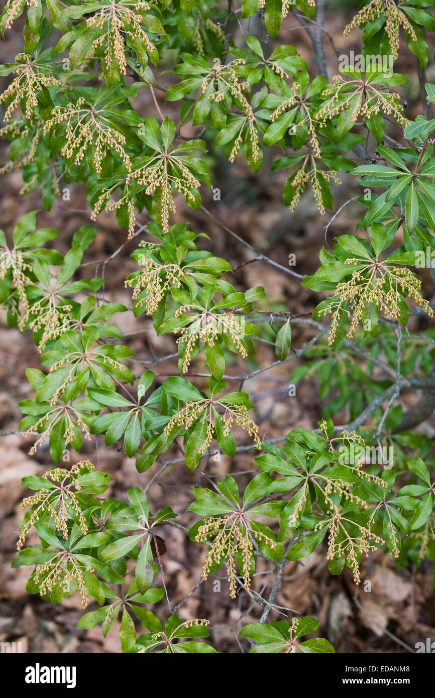 Pieris japonica. Japanese andromeda. Stock Photo