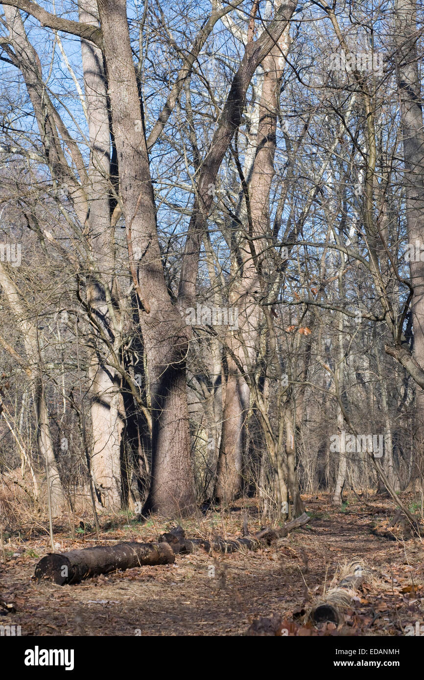 A woodland pathway in winter. Stock Photo