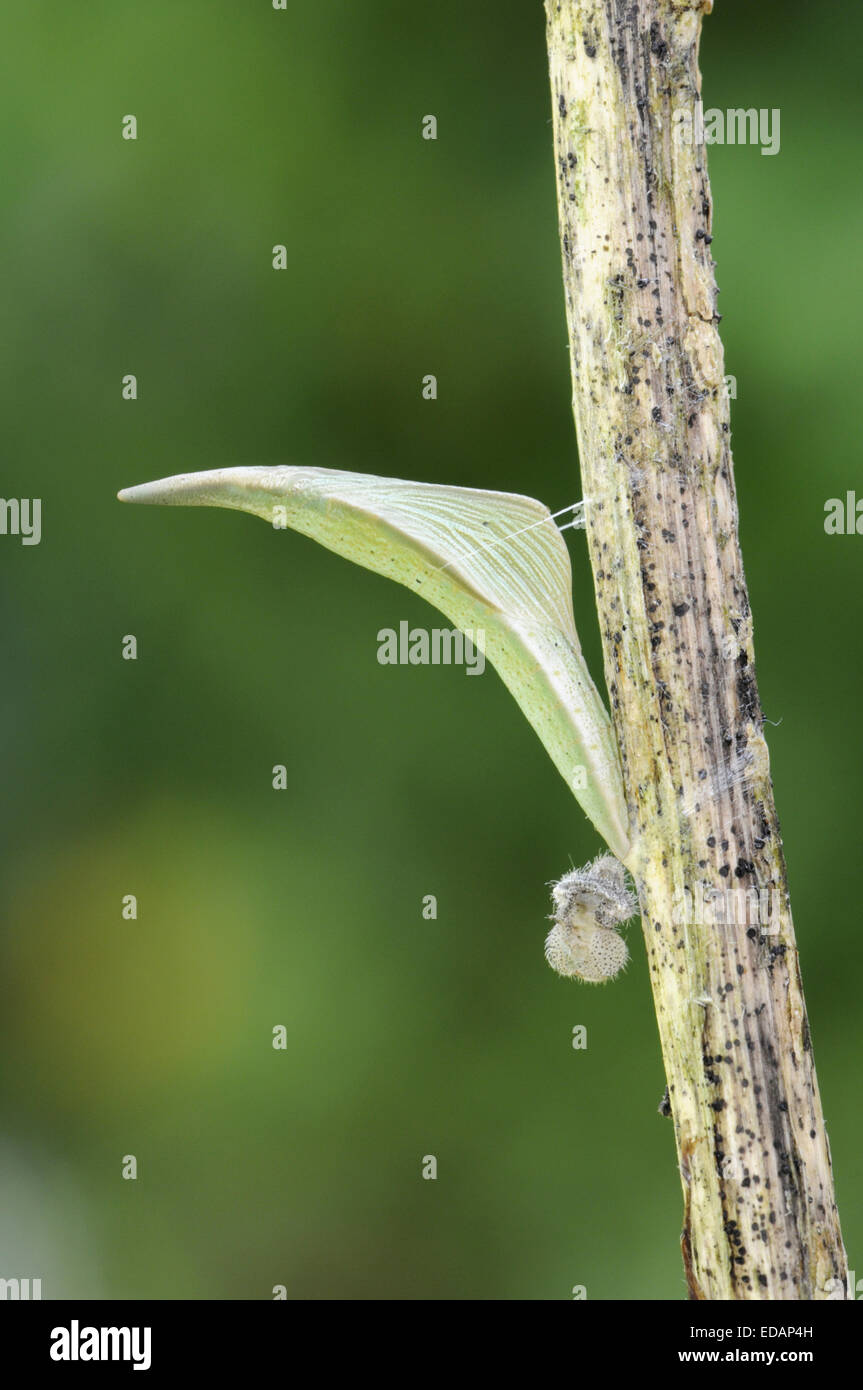 Orange-tip - Anthocharis cardamines - pupa. Stock Photo