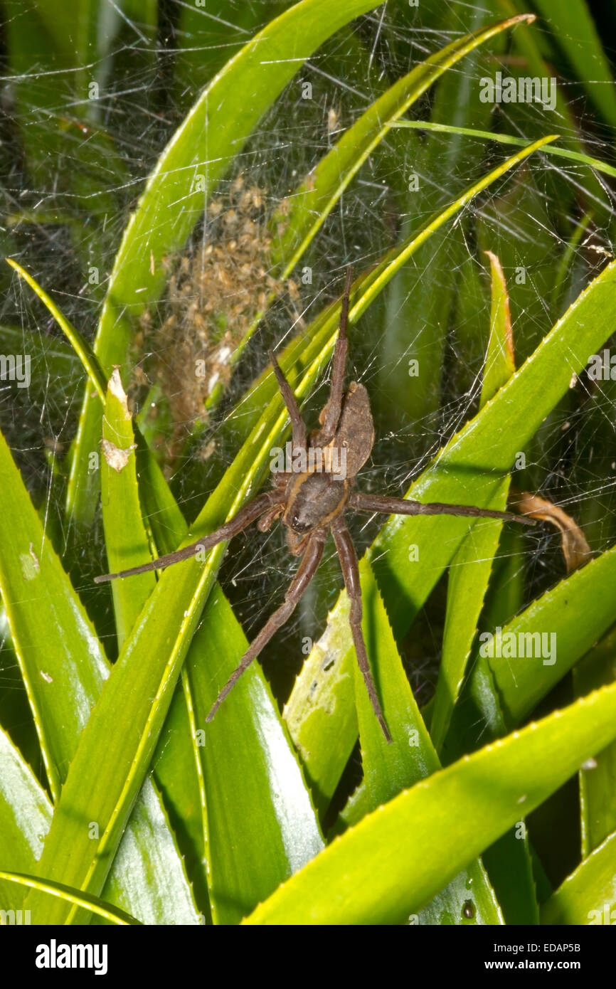 Fen Raft Spider - Dolomedes plantarius - female guarding nursery of spiderlings Stock Photo