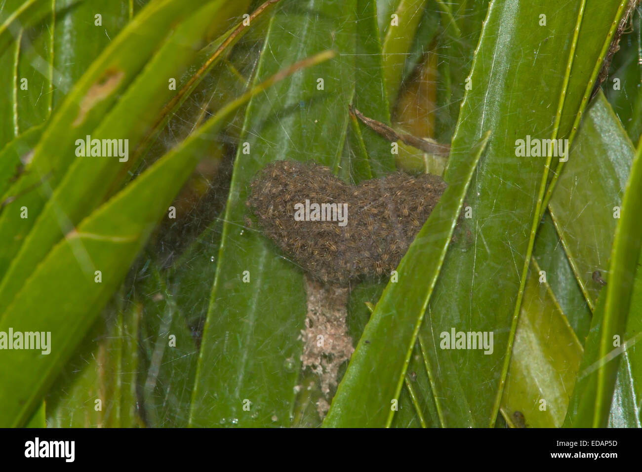 Fen Raft Spider - Dolomedes plantarius- spiderling nursery Stock Photo