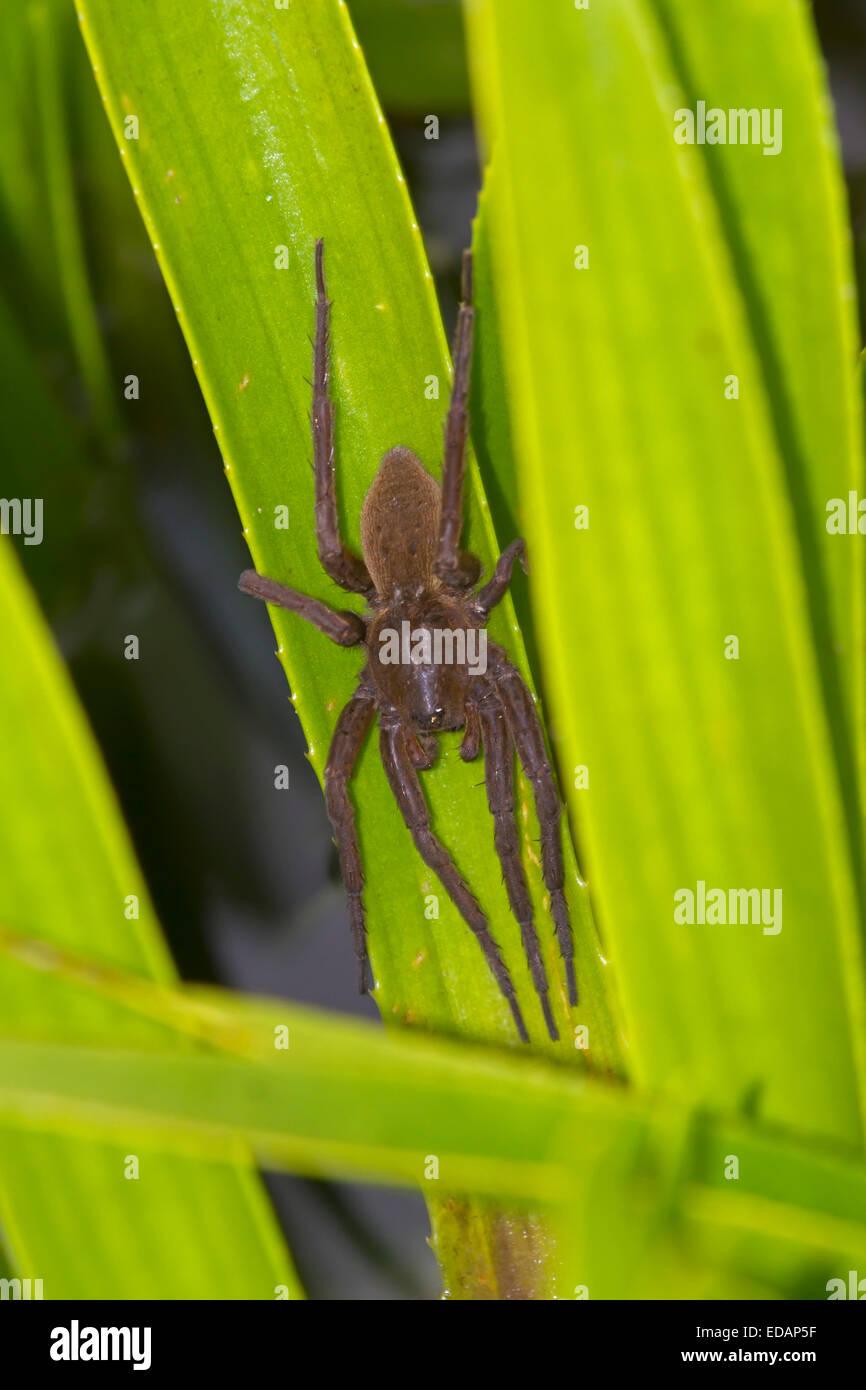 Fen Raft Spider - Dolomedes plantarius - unstriped adult female Stock Photo