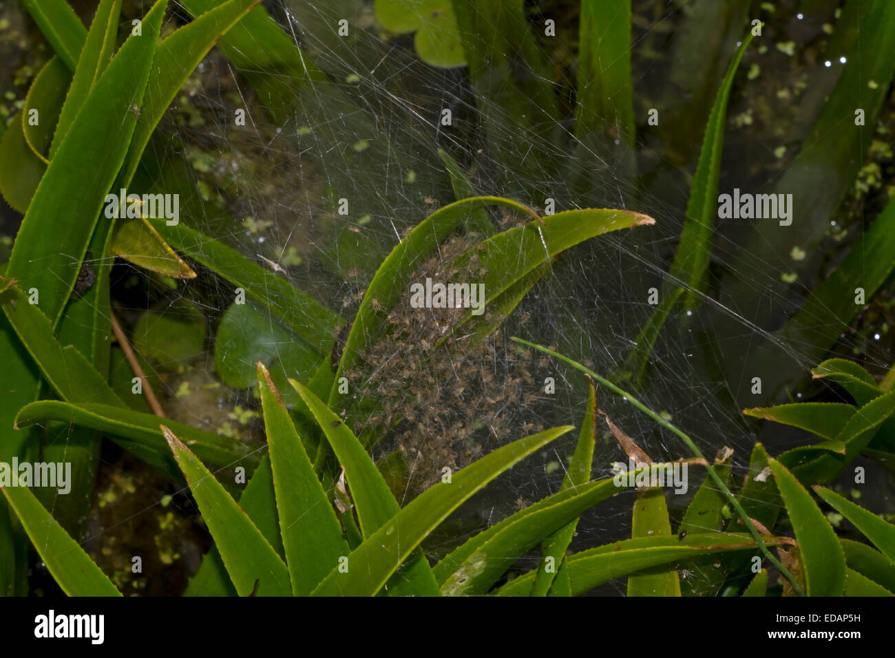 Fen Raft Spider - Dolomedes plantarius- spiderling nursery Stock Photo