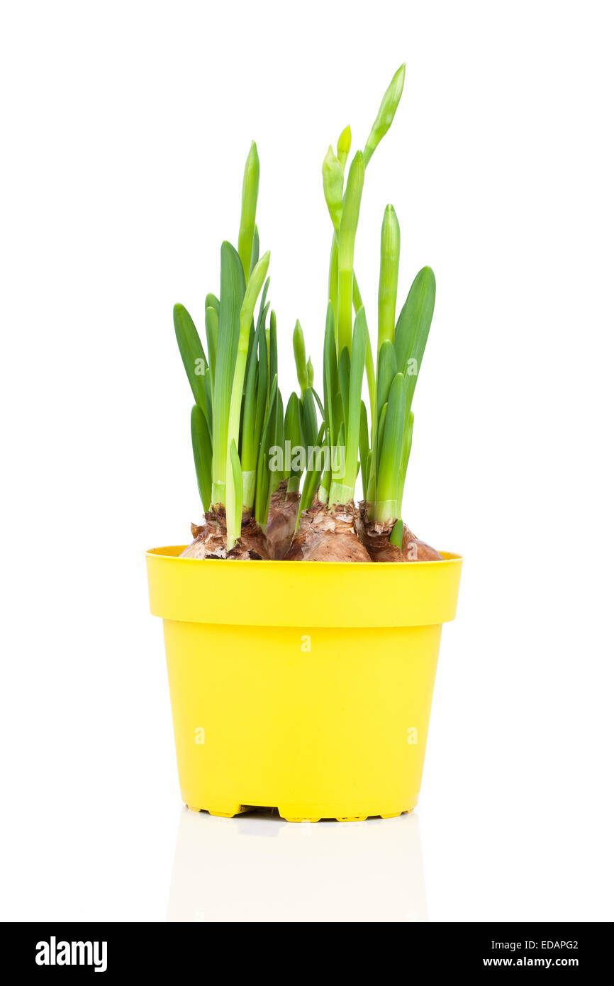 White daffodils in pot hires stock photography and images Alamy