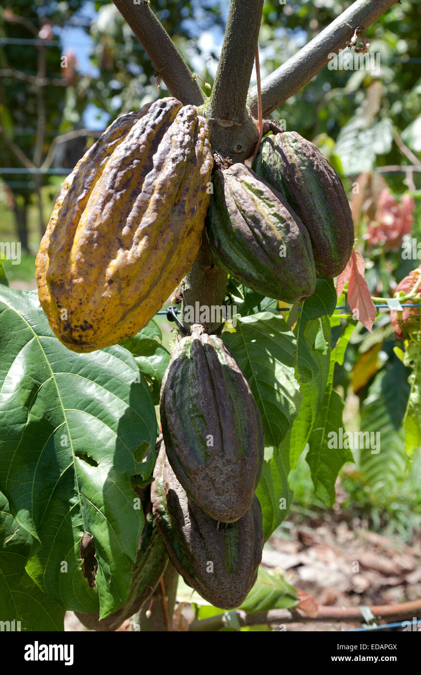Ripe cocoa beans hanging on a tree Stock Photo