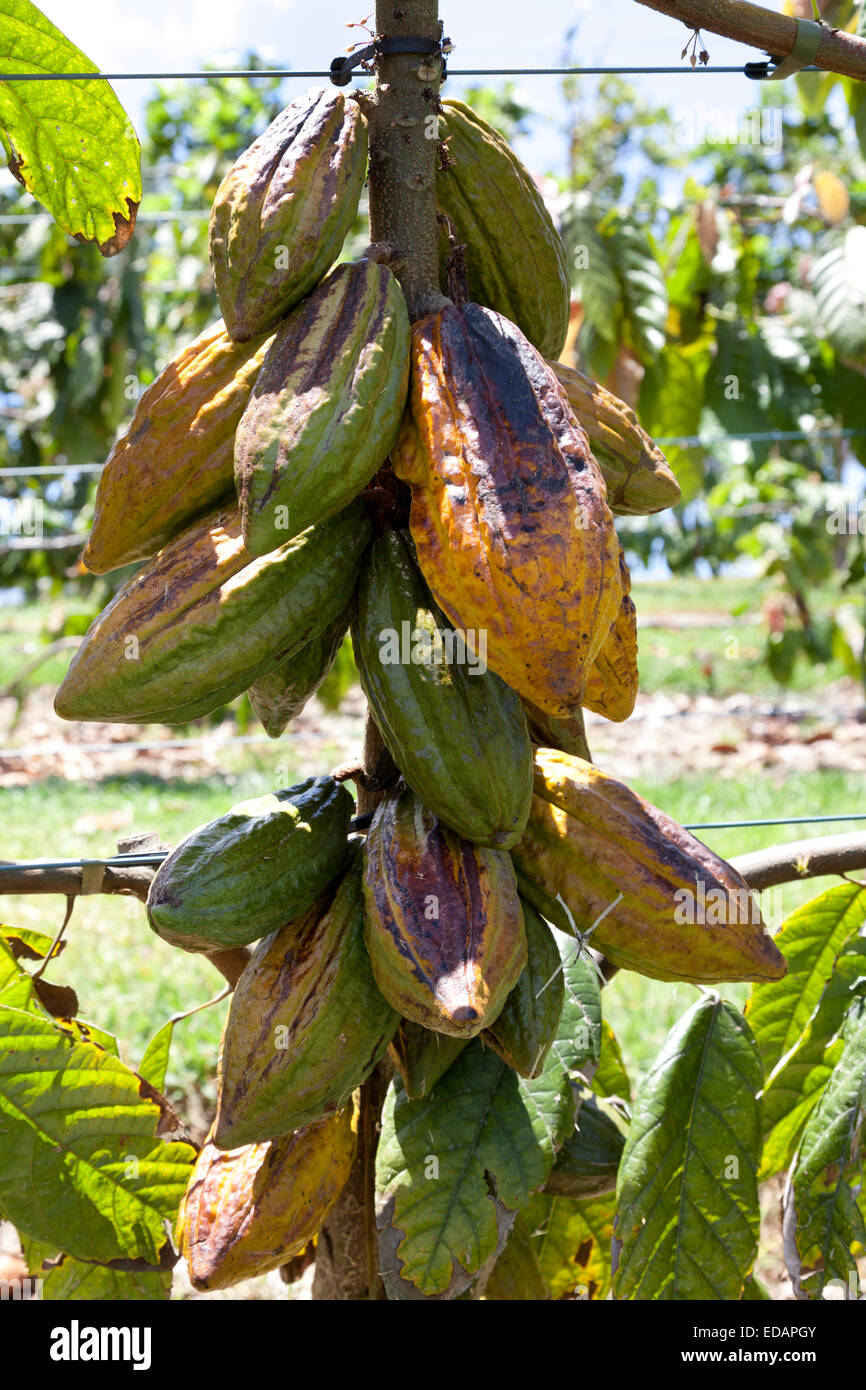 Ripe cocoa beans hanging on a tree Stock Photo