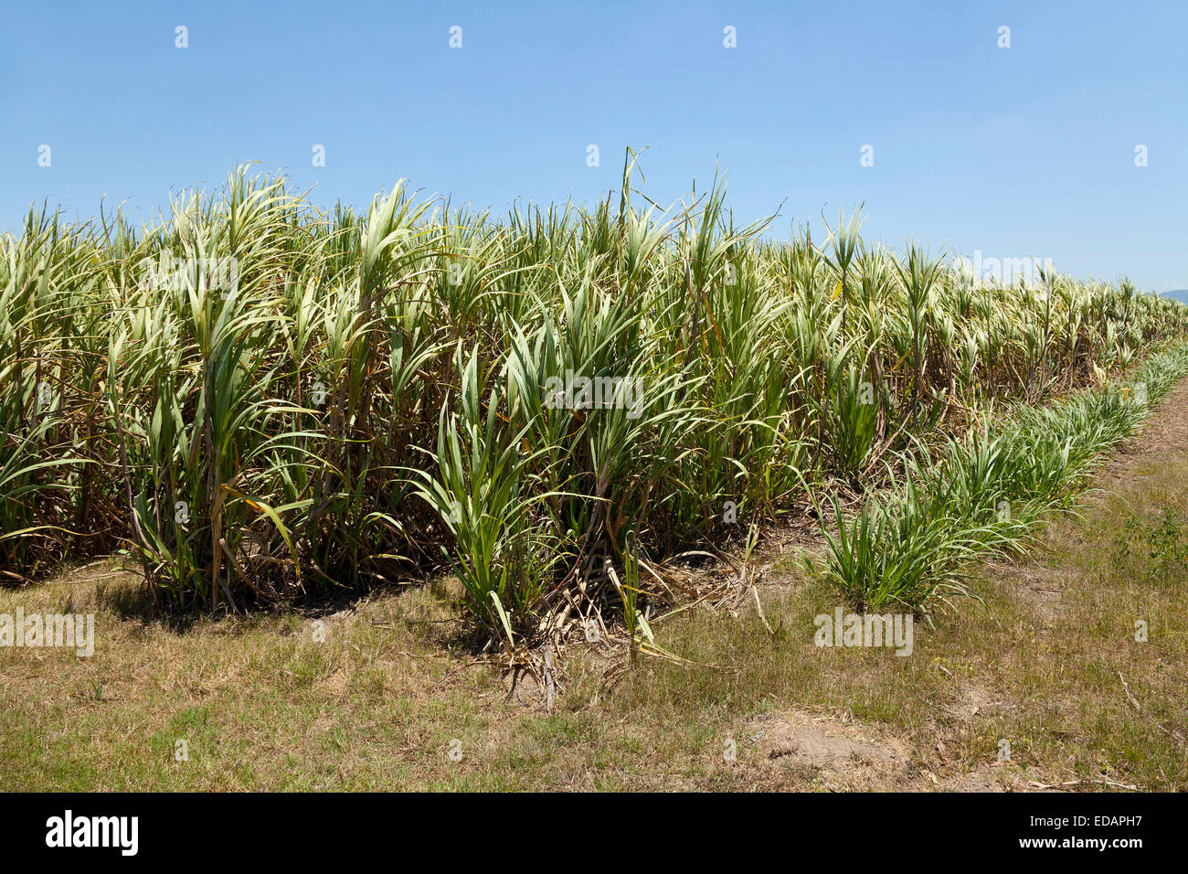 Sugarcane fields in Queensland, Australia Stock Photo