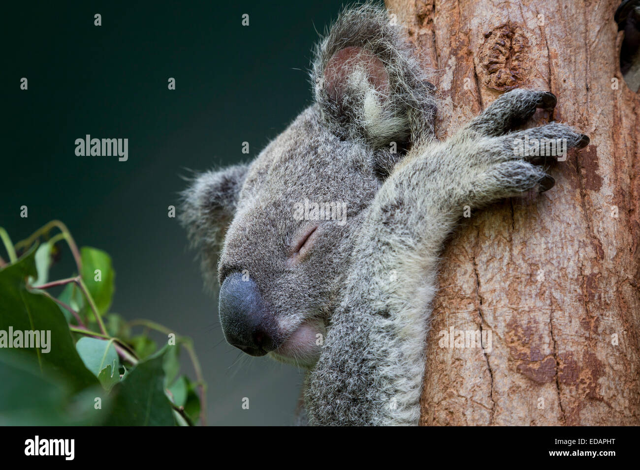 Koala sleeping in eucalyptus tree, Queensland, Australia Stock Photo