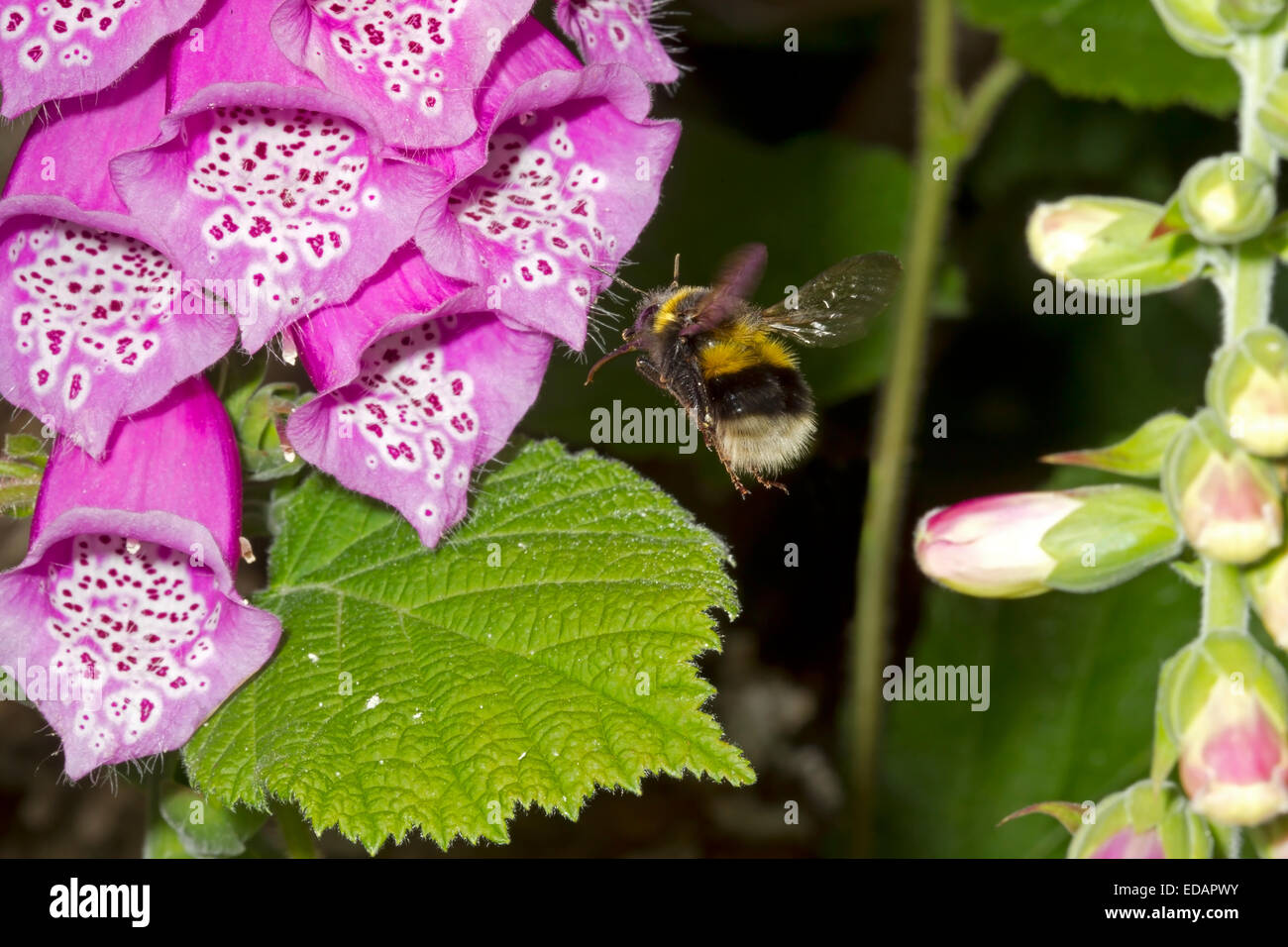 Buff-tailed Bumblebee - Bombus terrestris Stock Photo