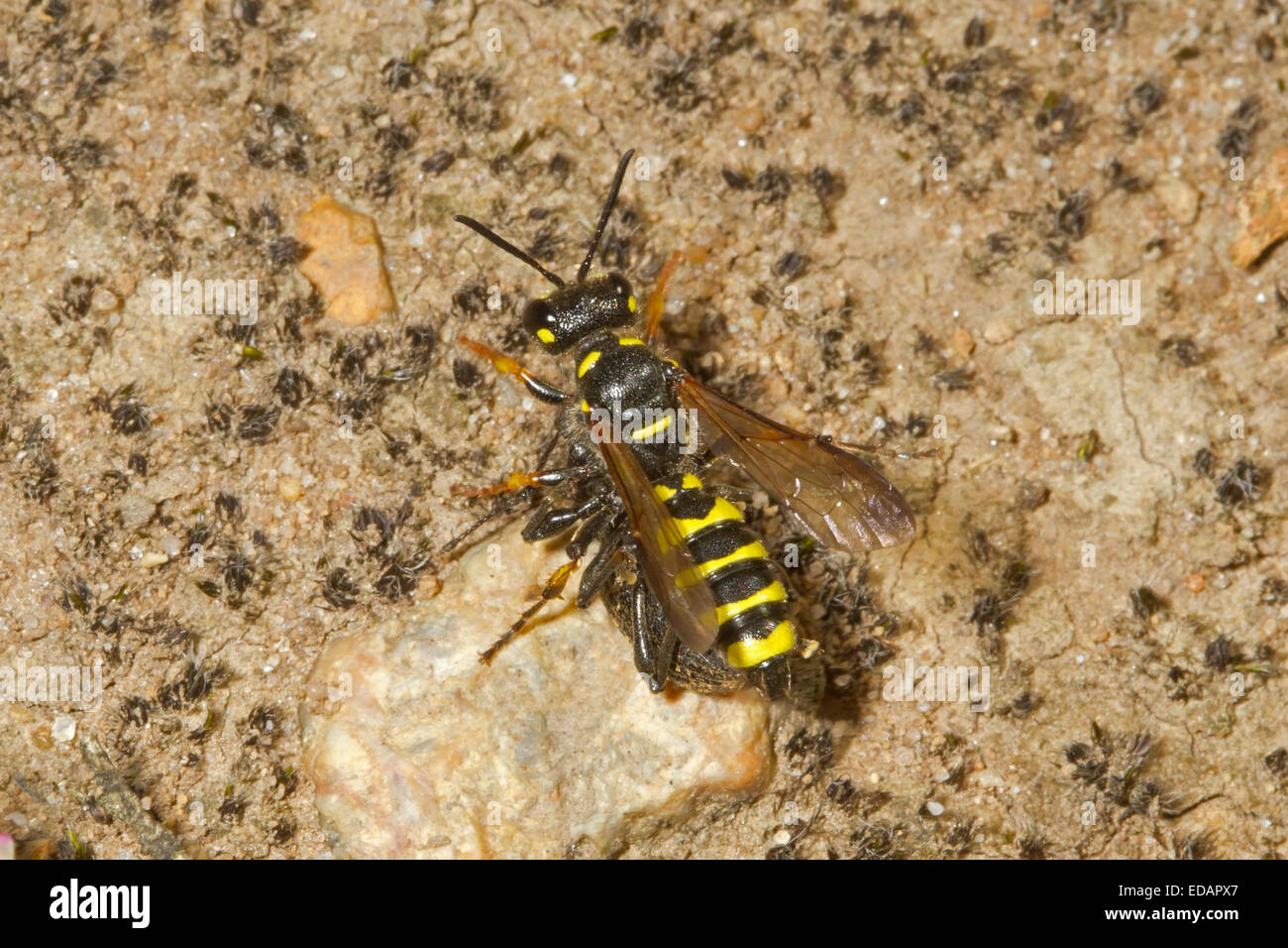 Weevil Wasp - Cerceris arenaria Stock Photo