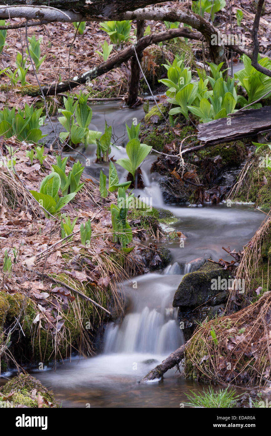 Waterfall, Quabbin Park, Quabbin Reservoir Stock Photo Alamy