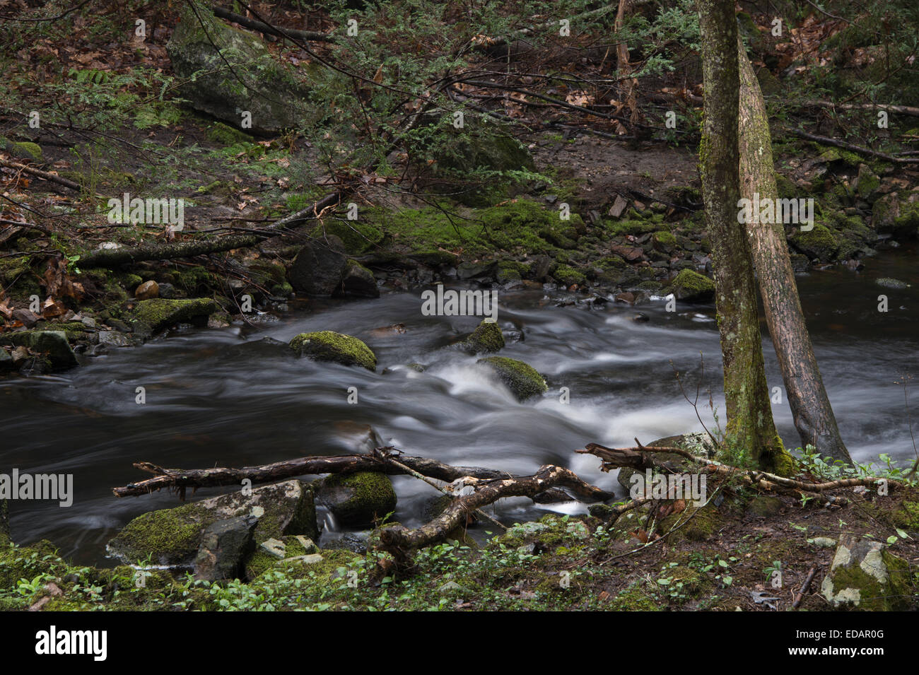 Fever Brook Running through the Federated Women's Club State Forest in