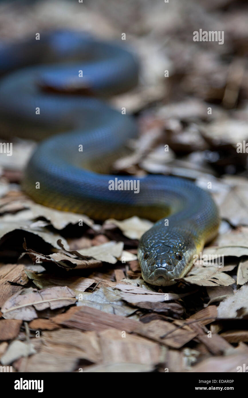 Water python outdoors Stock Photo - Alamy
