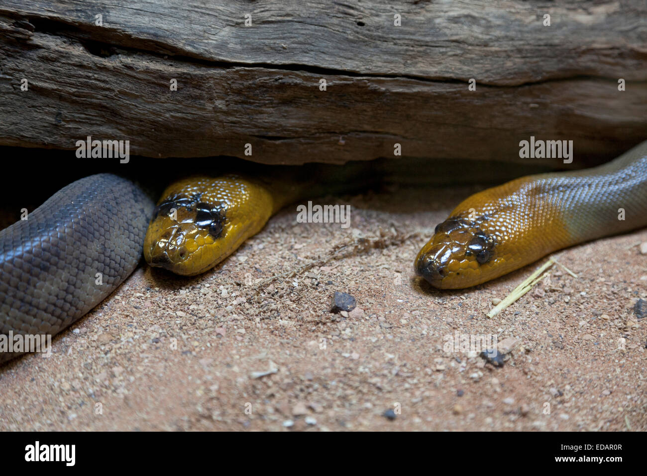 Woma pythons in the Australian Zoo, Beerwah,Australia Stock Photo