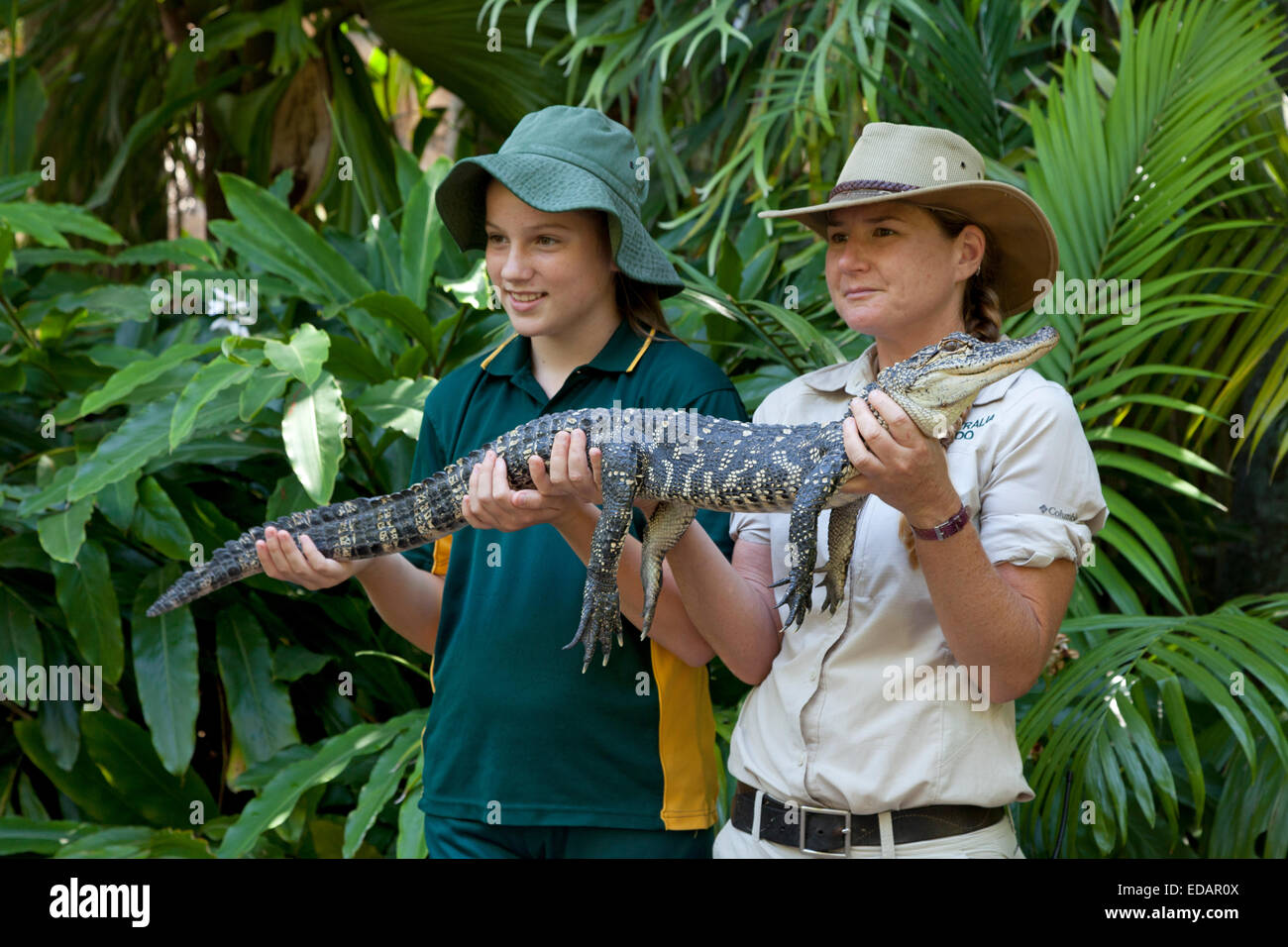 Zookeeper posing with a crocodile in the Australian Zoo, Australia Stock Photo