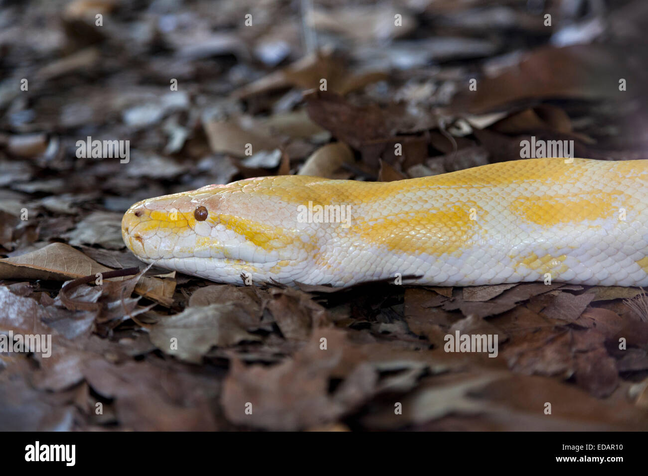 Albino Burmese python in the Australian Zoo, Beerwah,Australia Stock Photo