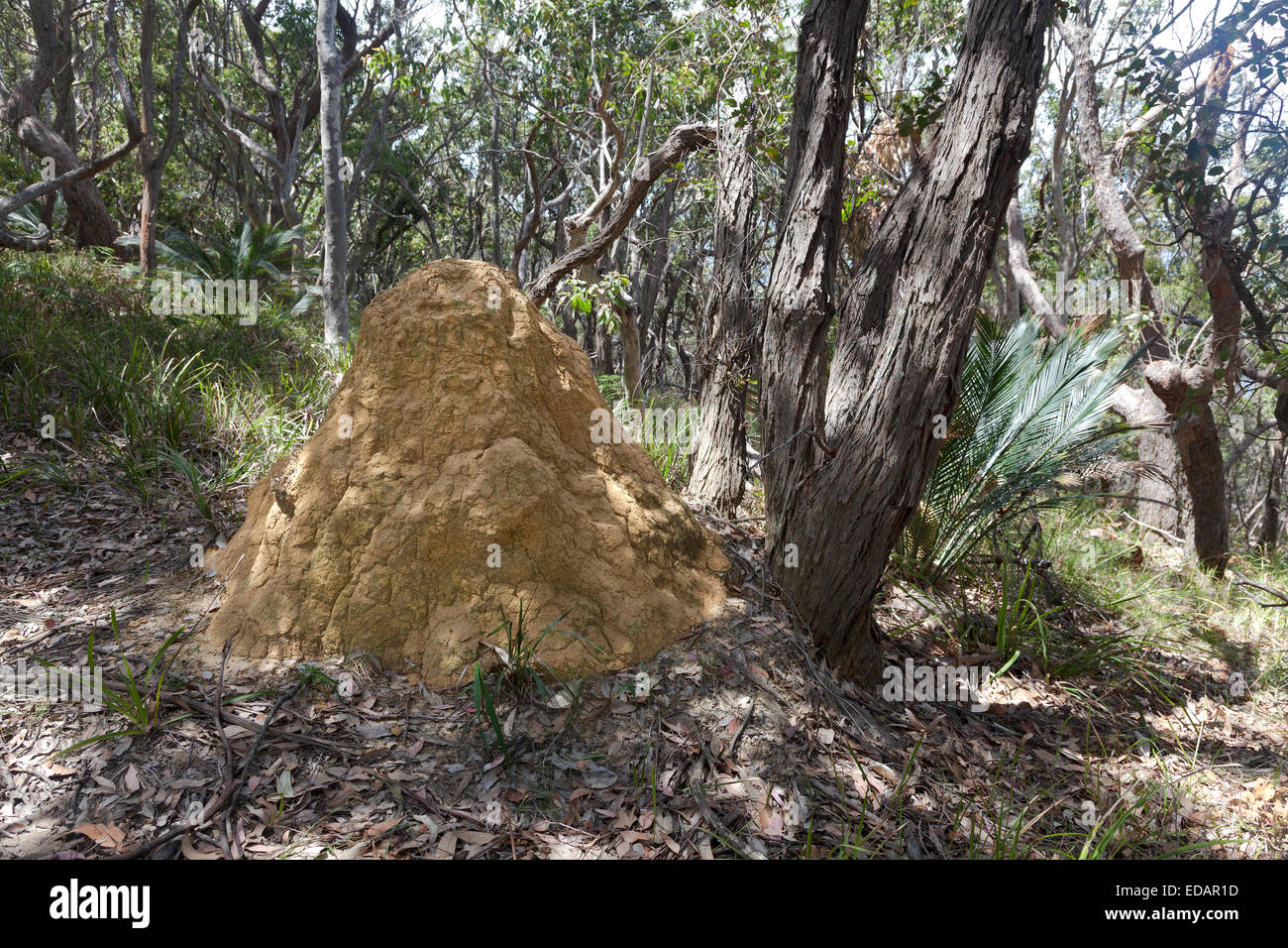 Termite mound in NSW, Australia Stock Photo