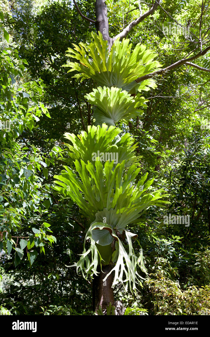 Common staghorn fern, Elkhorn fern (Platycerium bifurcate), Australia