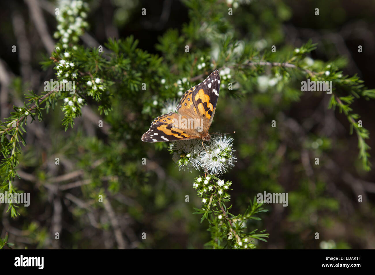 Monarch butterfly, Victoria, Australia Stock Photo