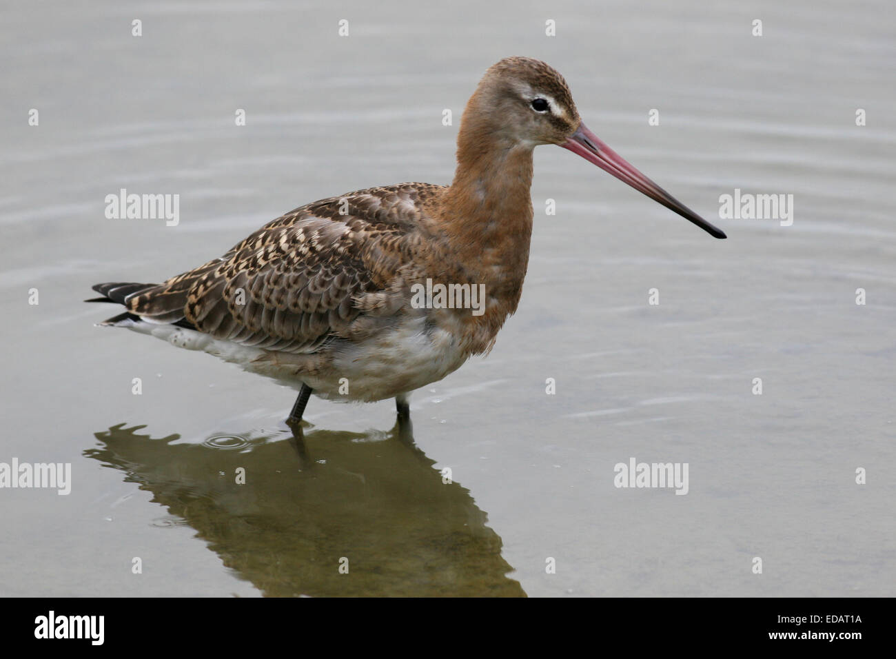 Black-tailed Godwit autumn plumage in water Stock Photo - Alamy