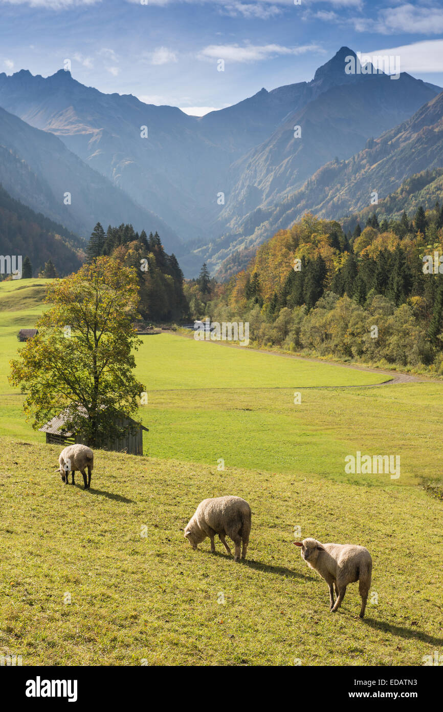 Sheep on a green meadow in front of mountains in Bavaria Stock Photo ...