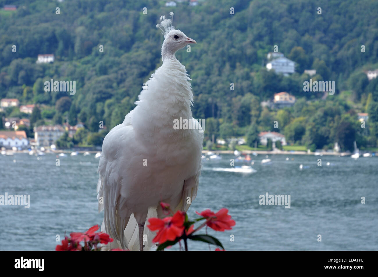 White Peafowl, Garden, Palazzo Borromeo, Lake Maggiore, Lombardi, Italy, Europe Stock Photo