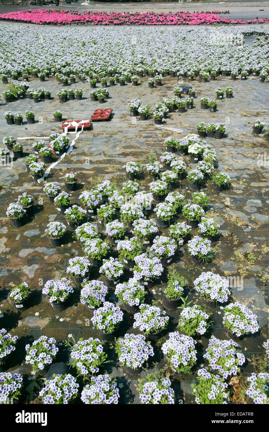Flower farming, gardening pot plants, Germany, Europe, Zierpflanzenbau, Gärtnerei mit Topfpflanzen, Deutschland, Europa Stock Photo