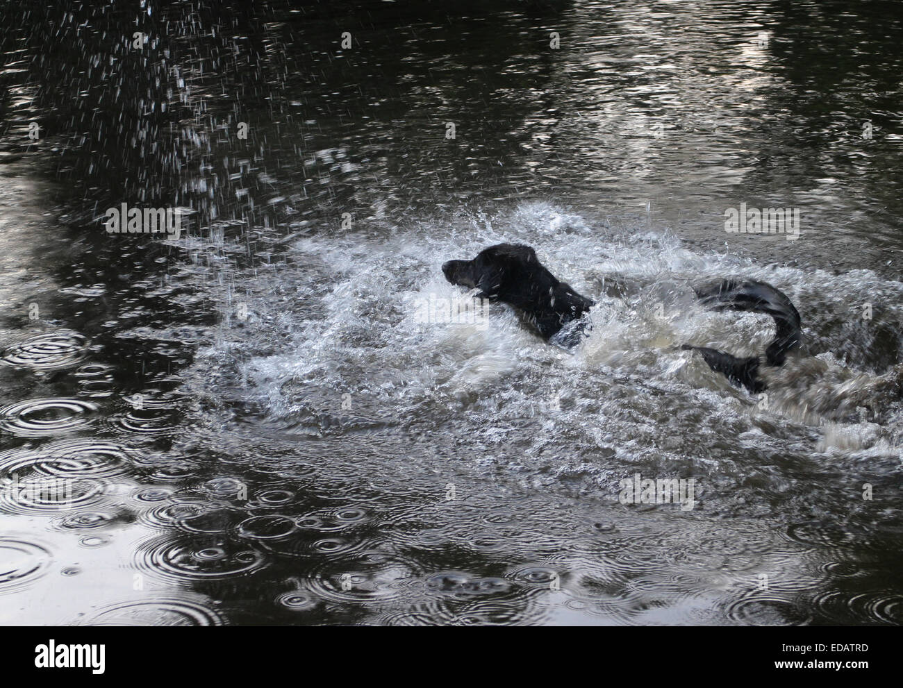 Dog jumping into pond after stick, Ohio Stock Photo Alamy