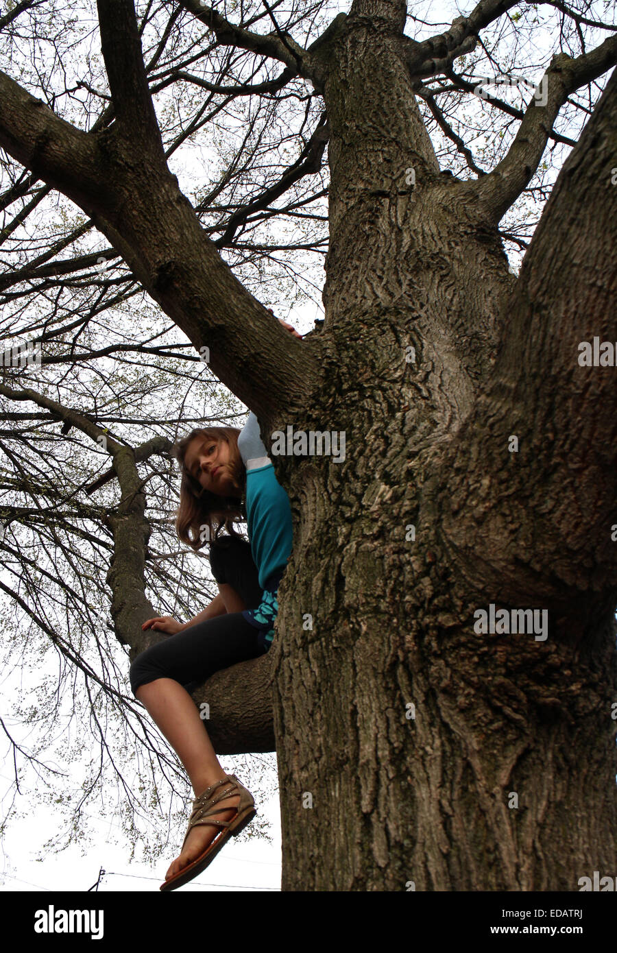 Girl climbing in springtime sugar maple tree Ohio Stock Photo