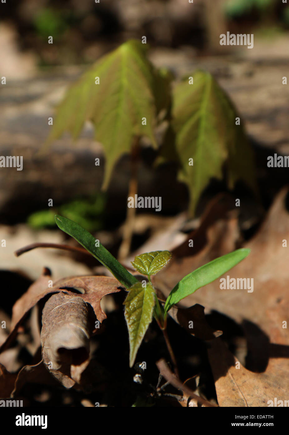 Sugar maple tree seed germinating Ohio Stock Photo Alamy