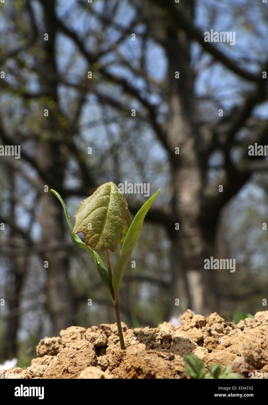 Maple Tree Seedling High Resolution Stock Photography and Images Alamy