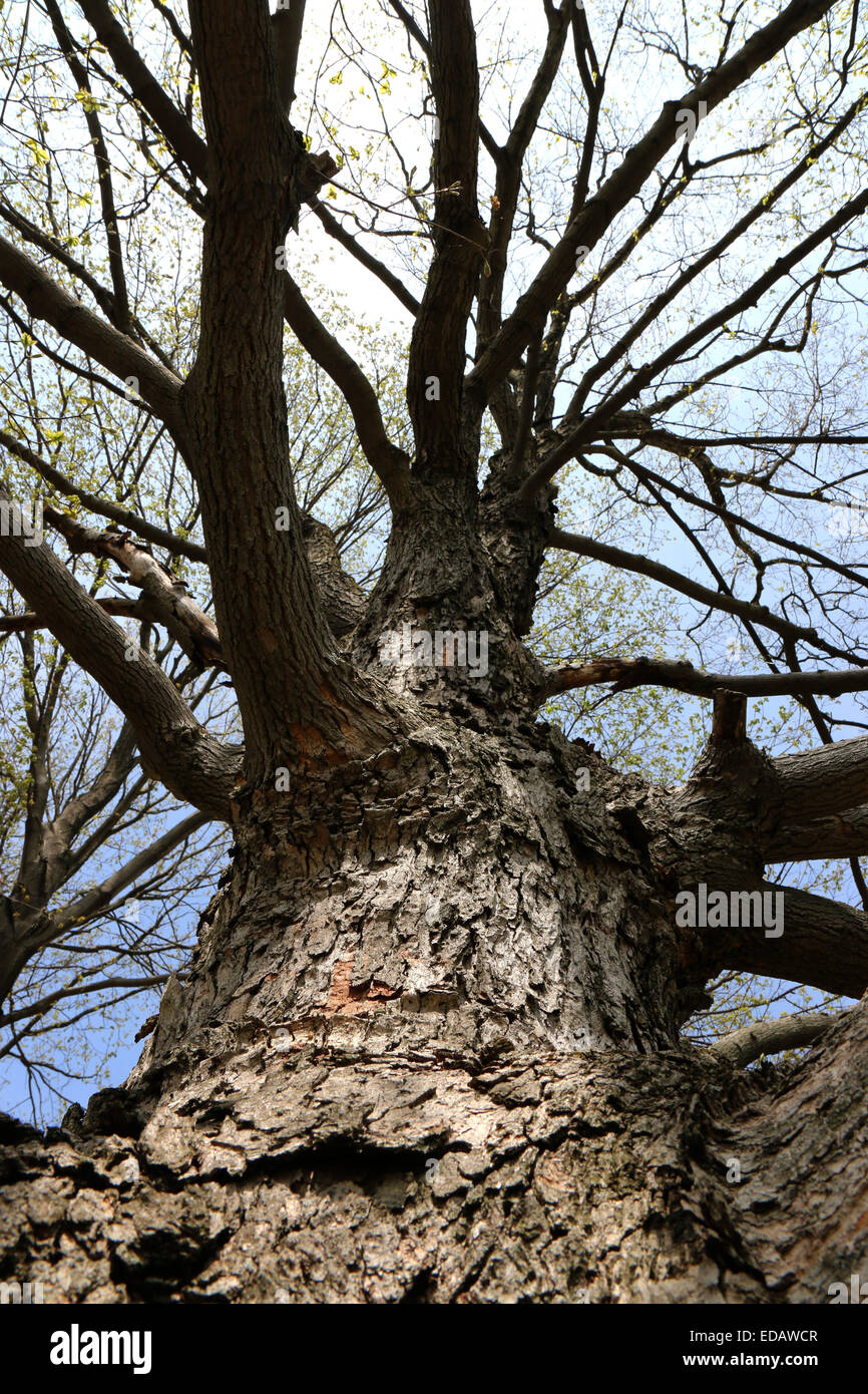 Sugar maple hires stock photography and images Alamy
