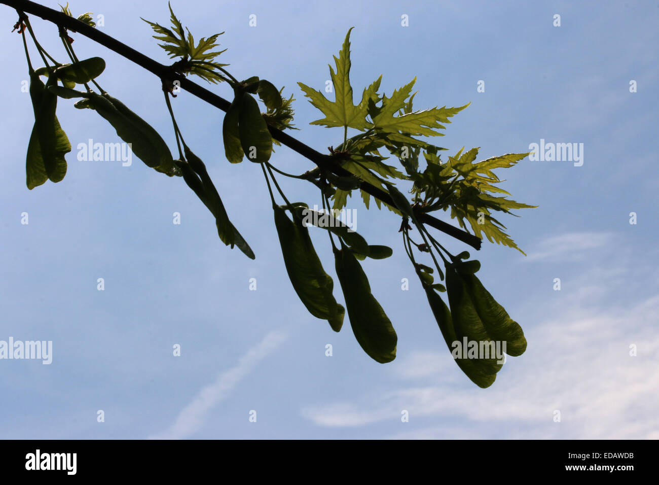 Silver maple seeds hanging on branch Ohio Stock Photo Alamy