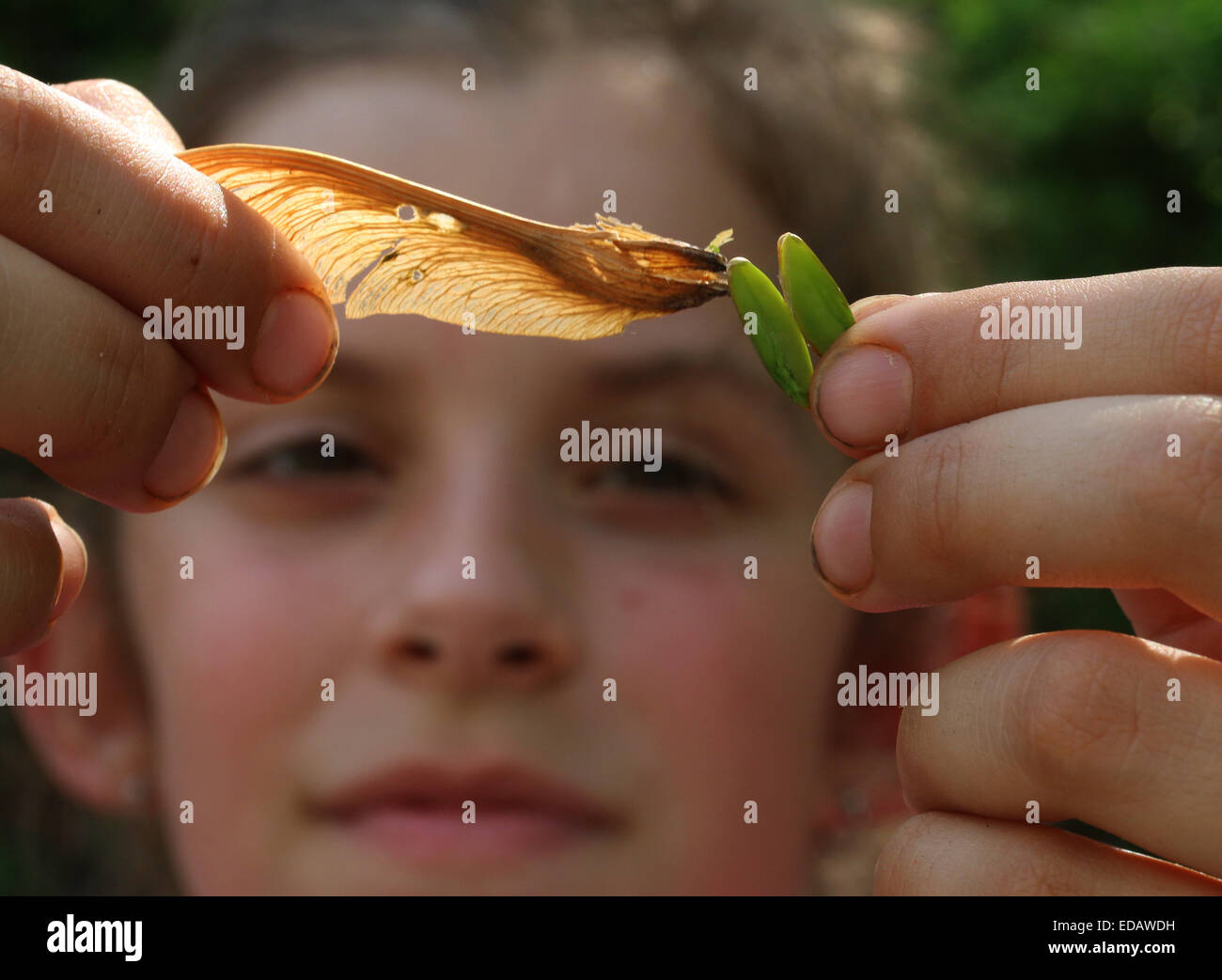 Girl examining Sugar maple tree seed Ohio Stock Photo Alamy